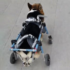 Corgi Dog 4 Wheel Chair for Small Medium Large Size Dogs, Full Support Pet Mobility Wheelchair for Hip, Adjustable Walk Leg Brace for Doggy(Pink,S)