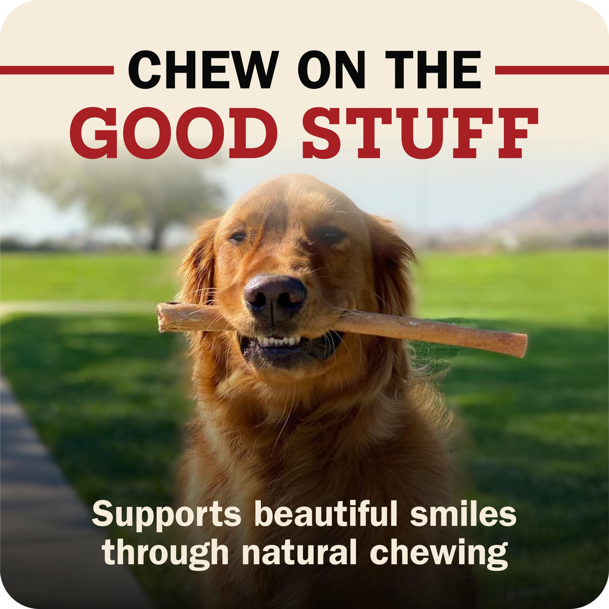 Redbarn 12" Bully Sticks 100% Natural Beef Dog Chew Rawhide Free Case of 35