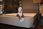Dog Bed Mattress Extender for King Beds - Customizable Freestanding Bedside Pet Cosleeper for Dogs & Cats - Multiple Height & Color Options - Extension of Bedding for Pets (12" Height Dog Bed, Gray)