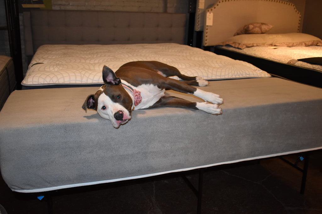 Dog Bed Mattress Extender for King Beds - Customizable Freestanding Bedside Pet Cosleeper for Dogs & Cats - Multiple Height & Color Options - Extension of Bedding for Pets (12" Height Dog Bed, Gray)