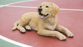 Hi- Line Gift 87690 Decorative Labrador Retriever Lying Down Yellow Dog Statue