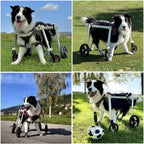 4 Wheel Dog Wheel Chair Leg Brace Adjustable, Back Leg Dog Wheelchair, Dog Wheel Chair for Front Legs, Full Support Mobility Aid for Dog Hip Support for Mall Medium Large Pet(Blue,XS)