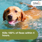 Trifexis for Dogs 60.1-120 lbs., 6ct