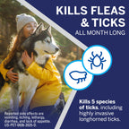 NexGard® (afoxolaner) Flea and Tick Protection for Dogs Oral Soft Beef Flavored Chewables, 24.1 to 60 lbs. (Purple Box) 6 Chews (6 Month Supply)
