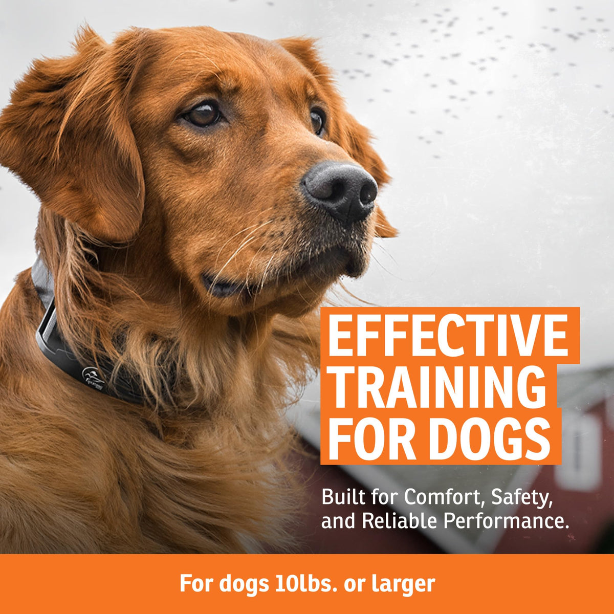 SportDOG Contain + Train Add-A-Dog Collar