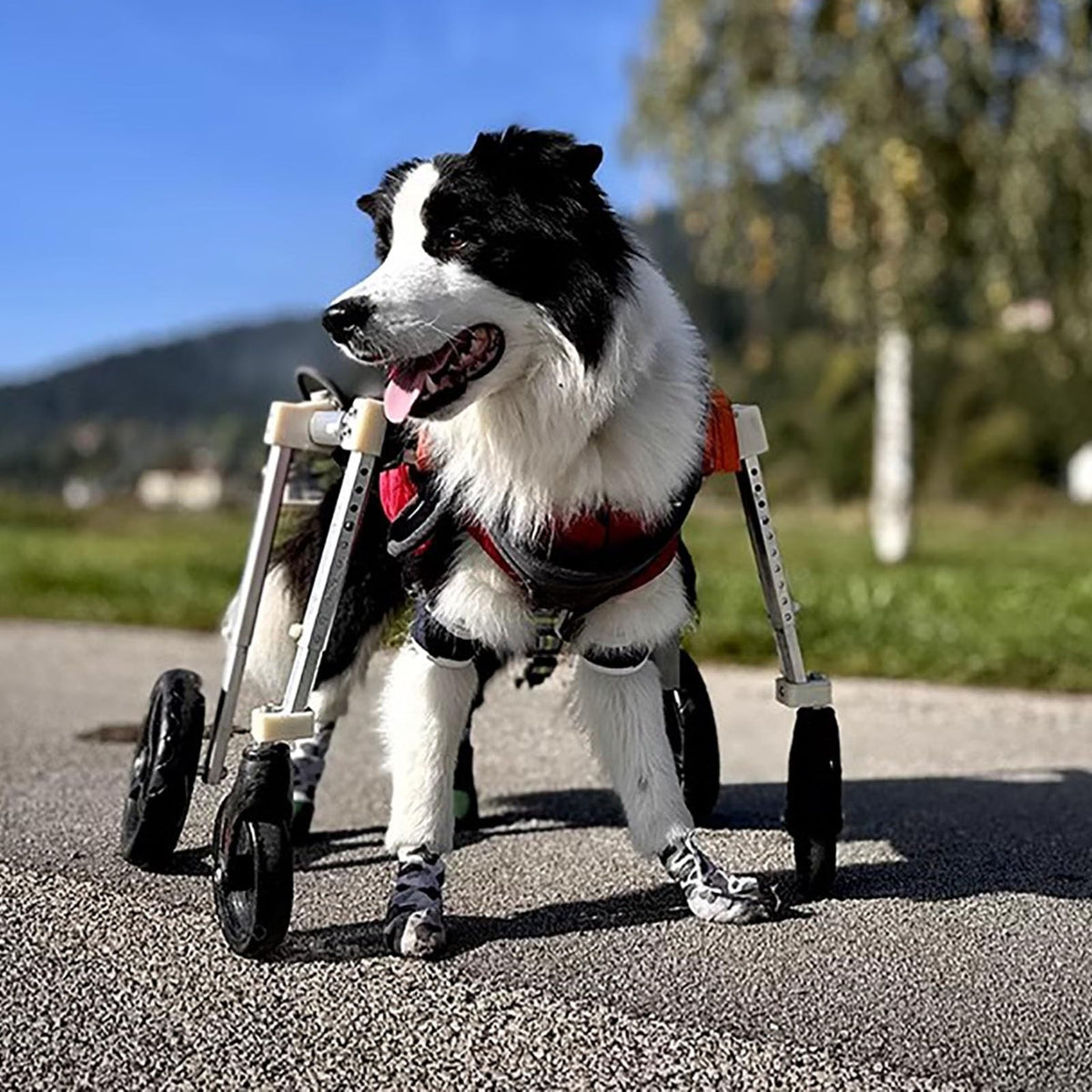 4 Wheel Dog Wheelchair Full Support, Adjustable Dog Mobility Aids for Back Hind Legs, Disabled Doggy Knee Brace for Torn Acl Hind Leg, Dog Walk Tools(S)