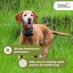 Trifexis for Dogs 60.1-120 lbs., 6ct