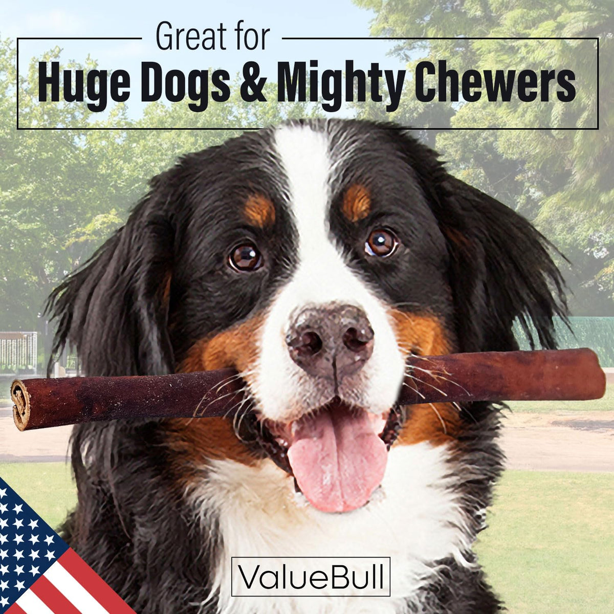 ValueBull USA Beef Collagen Sticks, 12 Inch Super Jumbo Chews, 50 Count