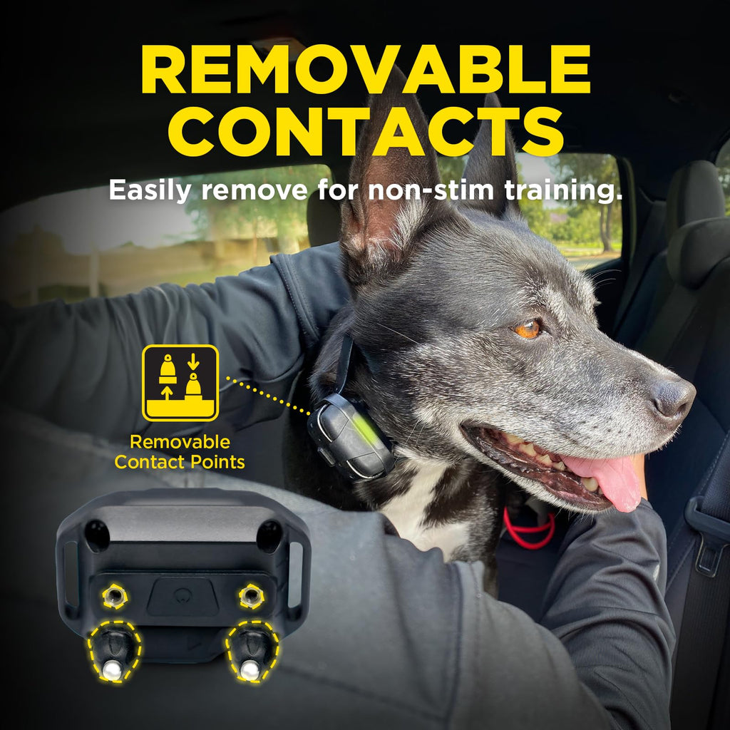 Dogtra 1900X Additional Receiver for E-Collar Training, Rugged, Waterproof, 100-Level Stimulation, for Dogs 45 lbs+, Expand to Multi-Dog System